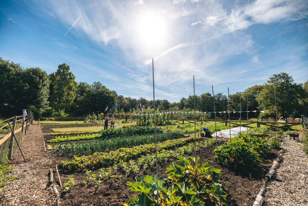 de moestuin van het Werklab Westerwolde